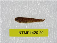 藏品(泰加拉鯔鰕虎魚)的圖片